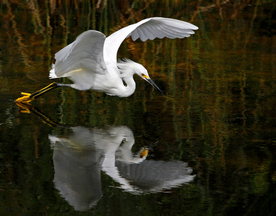白鹭空山鸟语图片