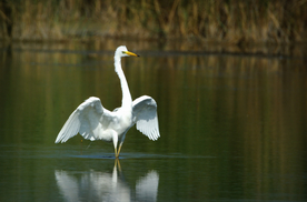 白鹭空山鸟语图片