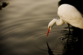 白鹭空山鸟语图片