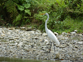 白鹭空山鸟语图片