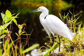 白鹭空山鸟语图片
