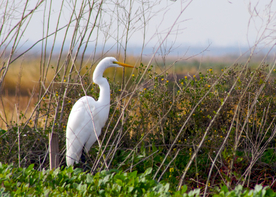 白鹭空山鸟语图片