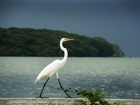 白鹭空山鸟语图片