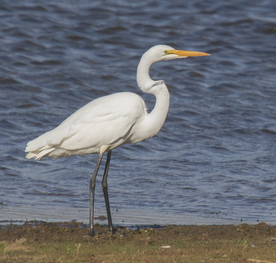 白鹭空山鸟语图片