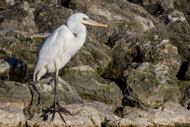 白鹭空山鸟语图片