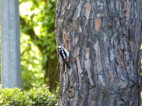 啄木鸟空山鸟语图片