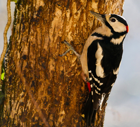 啄木鸟空山鸟语图片