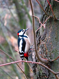 啄木鸟空山鸟语图片