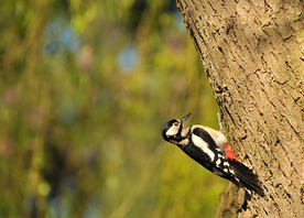 啄木鸟空山鸟语图片
