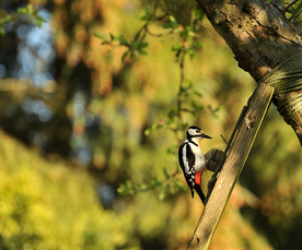 啄木鸟空山鸟语图片