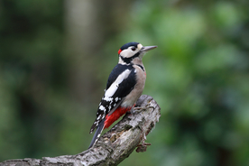啄木鸟空山鸟语图片