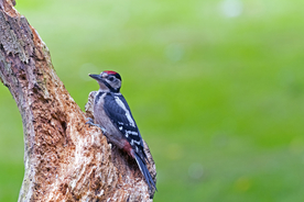 啄木鸟空山鸟语图片