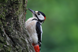 啄木鸟空山鸟语图片