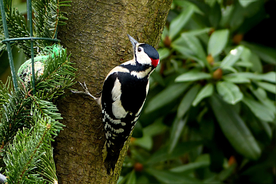 啄木鸟空山鸟语图片