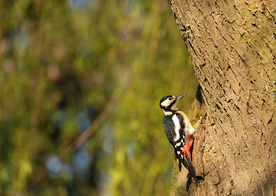 啄木鸟空山鸟语图片