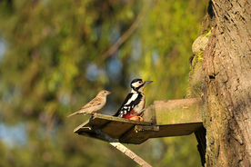 啄木鸟空山鸟语图片
