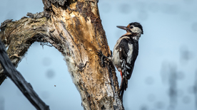 啄木鸟空山鸟语图片