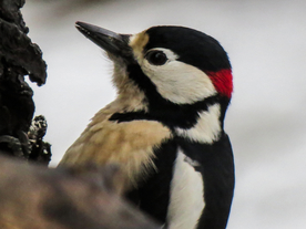 啄木鸟空山鸟语图片