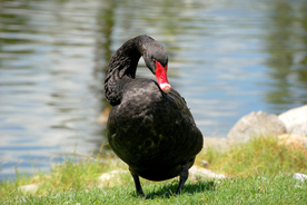黑天鹅空山鸟语图片