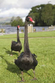 黑天鹅空山鸟语图片