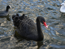 黑天鹅空山鸟语图片
