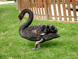 黑天鹅空山鸟语图片