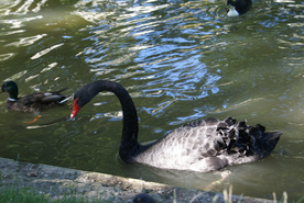 黑天鹅空山鸟语图片