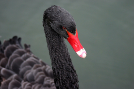 黑天鹅空山鸟语图片