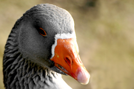 黑天鹅空山鸟语图片