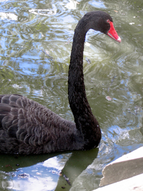 黑天鹅空山鸟语图片