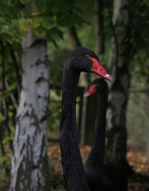 黑天鹅空山鸟语图片