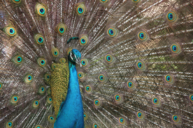 孔雀空山鸟语图片