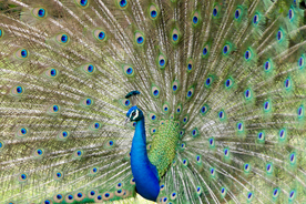 孔雀空山鸟语图片