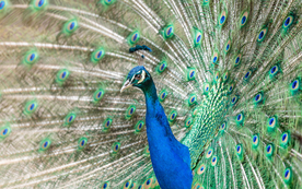 孔雀空山鸟语图片