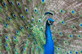 孔雀空山鸟语图片