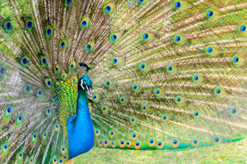 孔雀空山鸟语图片