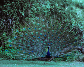 孔雀空山鸟语图片