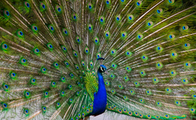 孔雀空山鸟语图片