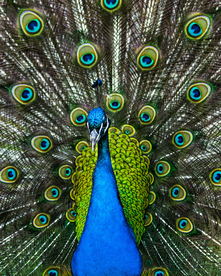 孔雀空山鸟语图片