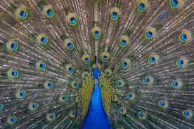 孔雀空山鸟语图片