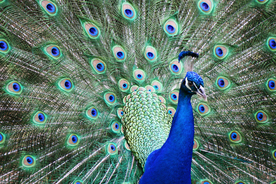 孔雀空山鸟语图片