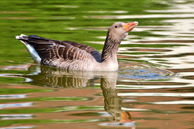 野鸭空山鸟语图片