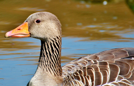 野鸭空山鸟语图片
