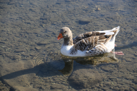野鸭空山鸟语图片
