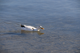 野鸭空山鸟语图片