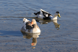 野鸭空山鸟语图片