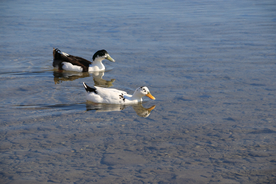 野鸭空山鸟语图片