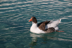 野鸭空山鸟语图片