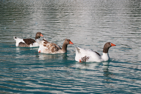 野鸭空山鸟语图片