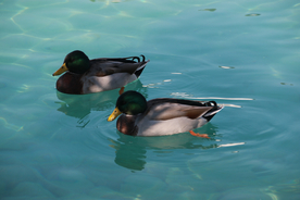 野鸭空山鸟语图片